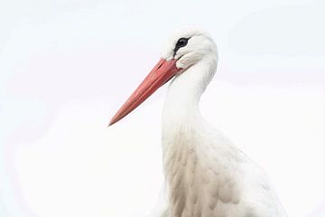 Portrait Stork