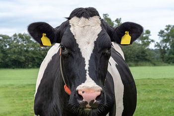 Dutch Cow