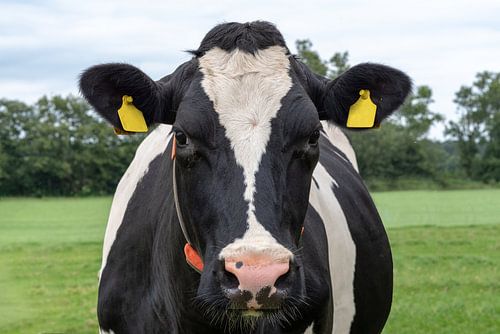 Dutch Cow