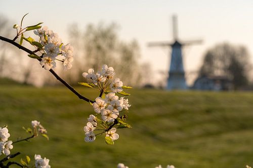 Bloesemmolen de Vlinder in de Betuwe