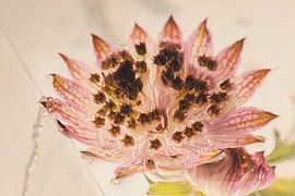 Sterndolde in Eis 1 von Marc Heiligenstein