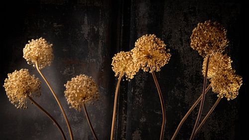 Botanical still life of Allium flowers in warm light by SO fotografie