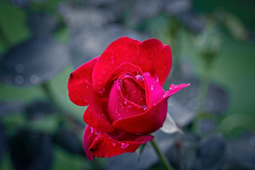 Red Rose by Rob Boon