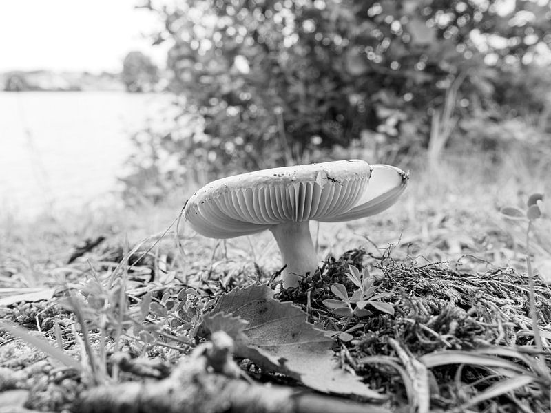 mushroom in summer France by Delphine Kesteloot