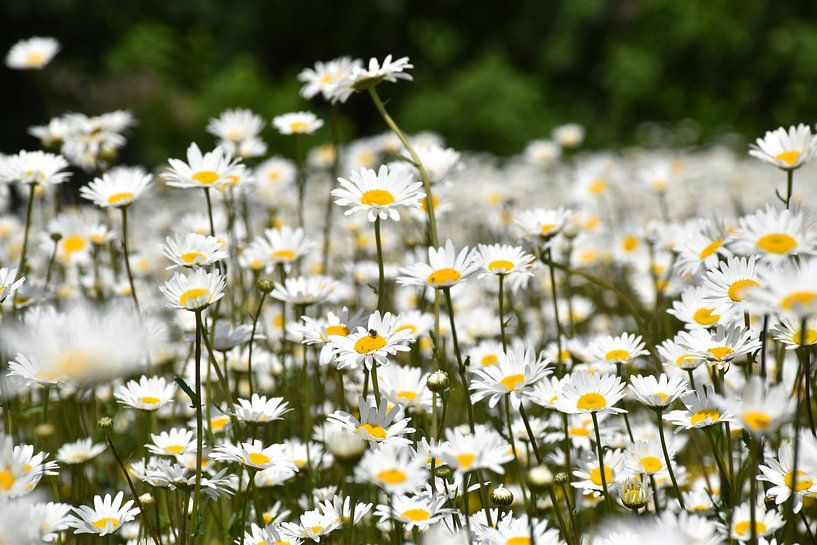 A field of wildflowers by Claude Laprise