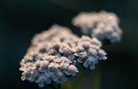 gefrorene Wildblume von Tania Perneel Miniaturansicht