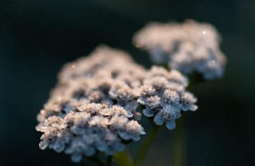 frozen wild flower