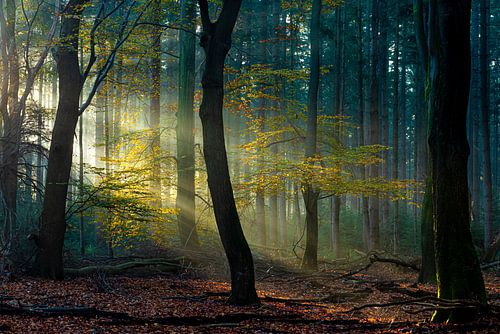 Herfstkleuren in het Speulderbos