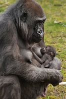 Moeder gorilla met kind