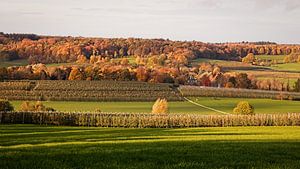 Herbst im Wolfhaag / Raren