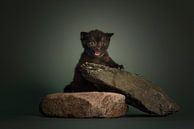 Bam Bam van Stichting Kittenopvang Kitten&Co thumbnail