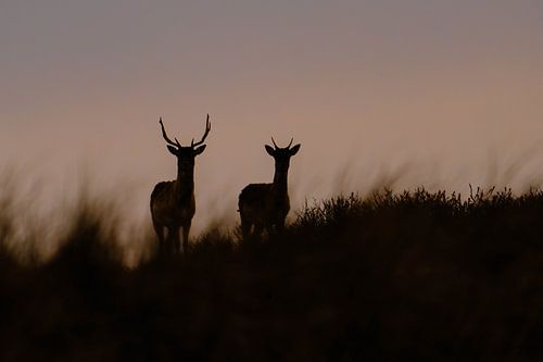 Daim au coucher du soleil