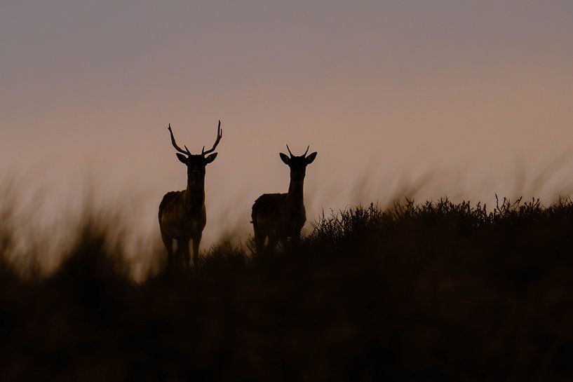 Fallow deer at sunset by Inge Pieck