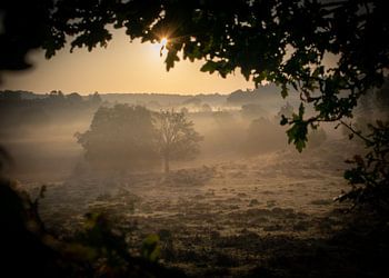 Nebliger Morgen auf der Heide