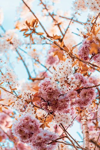 Golden cherry blossom