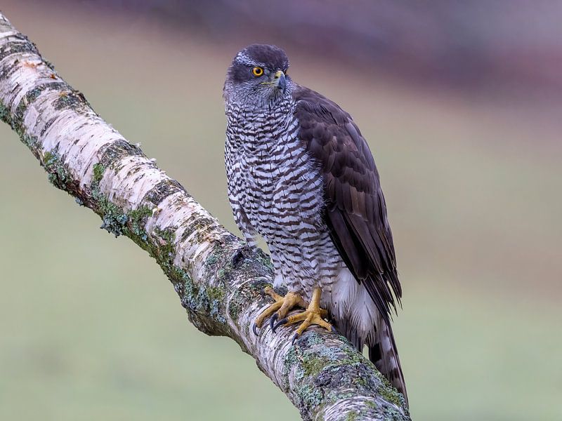 Een havik op een tak van Teresa Bauer
