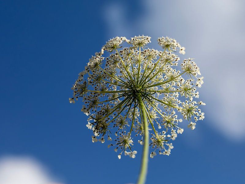 Gemeiner Bärenklau von Ina Bloemendal