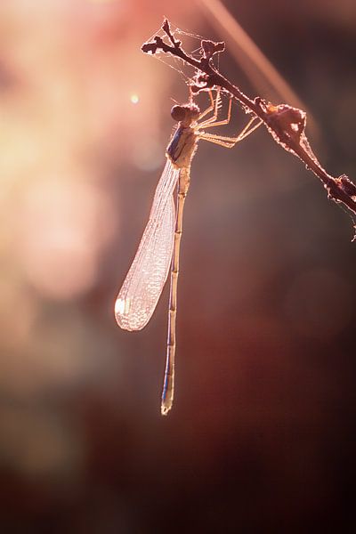 Sunshine by natascha verbij