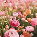 Rosen auf dem Feld von Rick Groenewegen Miniaturansicht
