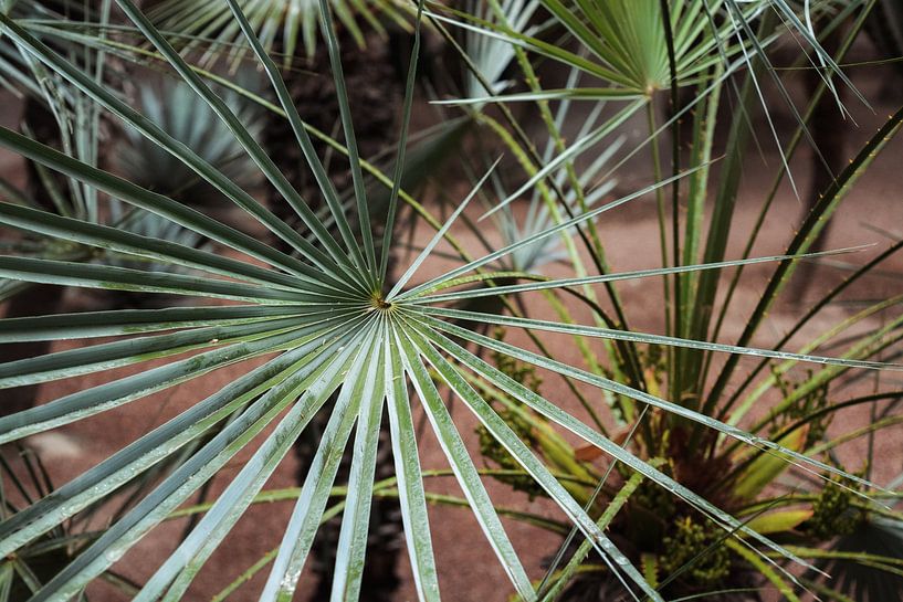 Nature in Marrakech by Lisa Hollak