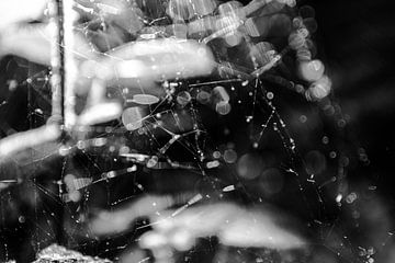 Abstract Spinneweb In Bos - Zwart Wit van Tim Demel