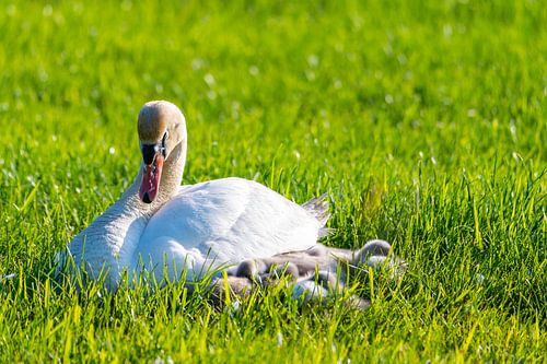 Eine Schwanenfamilie ruht auf einem gemähten Feld, die beiden Eltern kümmern sich um ihre Kleinen, d