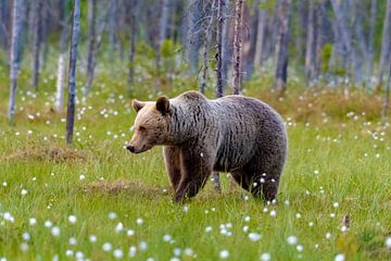 Brown bear by Merijn Loch