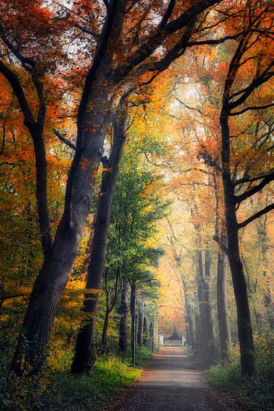 Oprijlaan ter clouster van peterheinspictures