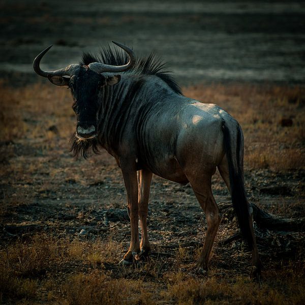 "Die Gnus von Etosha" von Saskia Strack