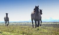 Thundering Hooves