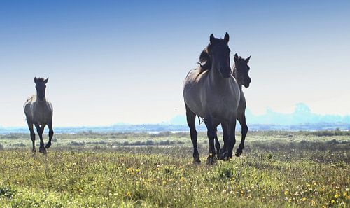 Galopperende Konik Paarden
