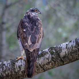 Mäusebussard im Birkenwald von Christina Bauer Photos