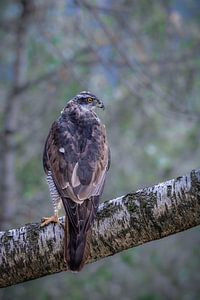 Mäusebussard im Birkenwald