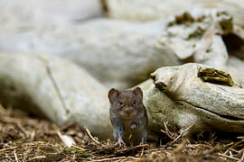 face to face with a vole
