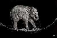 éléphant d'eau