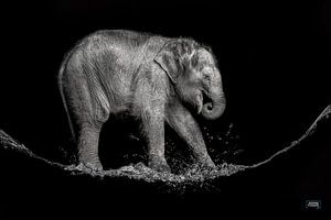 water olifantje van Jiske Wijmans @Artistieke Fotografie