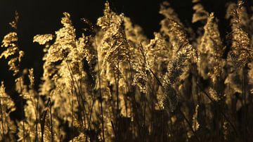 Reed plumes in golden evening light