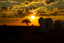 Sonnenuntergang in Afrika's Paul-Kruger-Park mit Elefanten