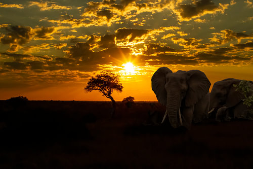 Sonnenuntergang in Afrika's Paul-Kruger-Park mit Elefanten von Gert Hilbink