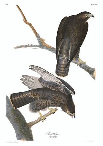 Roodstaartbuizerd