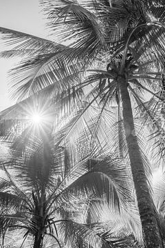 Rayons de soleil à travers le feuillage tropical sur Femke Ketelaar