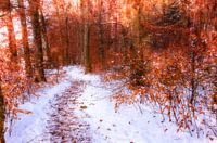 Weg durch den Winterwald
