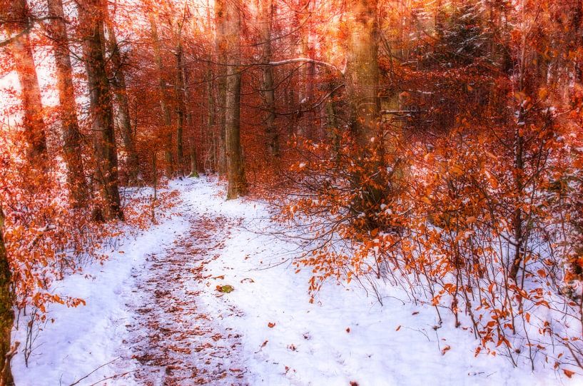 Path through the winter forest by Nicc Koch