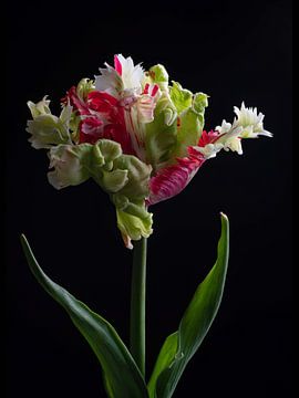 Parrots Tulip Estella Rijnveld opens