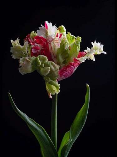 Parrots Tulip Estella Rijnveld opens