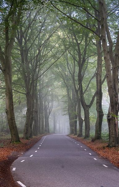 Bomenlaan Rhenen van Bart van den Dikkenberg