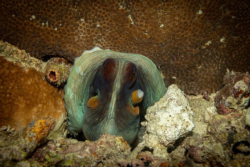 Der schöne Oktopus, Insel Sipadan in Malaysia von Travel Tips and Stories