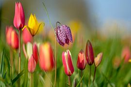 Field of flowers with lapwing flower by Tessa Poll