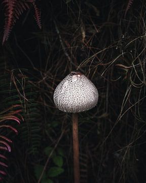 Pilz im Dschungel von Felix Van Leusden