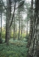 Scandinavisch bos